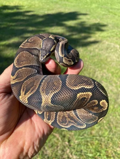GHI 100% Het Orange Ghost Ball Python by The Shed Shack