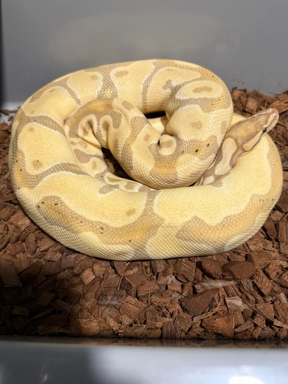 Proven Enchi Banana Het Clown Ball Python by Trophy Xotics
