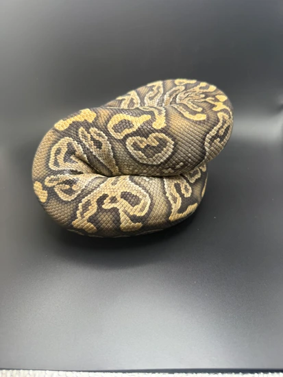 Trophies Python Hypo Hurricane Ball Python by Trophy Xotics