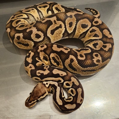 Pastel Het Clown 50% Possible Het Lav Het Pied