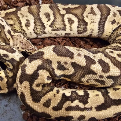 Confusion Firefly Het Clown