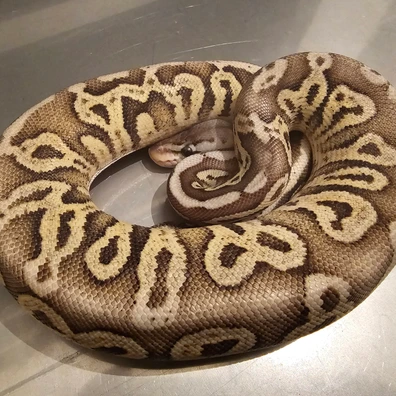 Black Pewter Fire Possible Het Dg Possible Het Clown