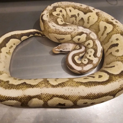 Desert Ghost Black Pewter