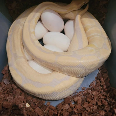 Lavender Albino Het Pied