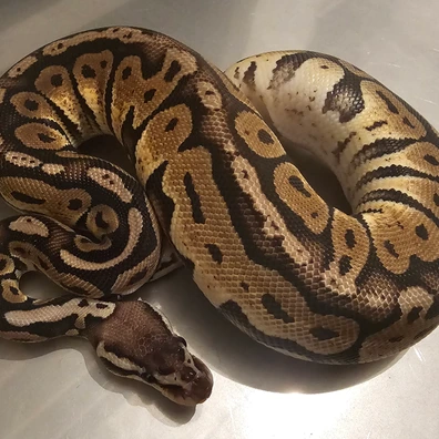 Pastel Het Red Axanthic 66% Possible Het
