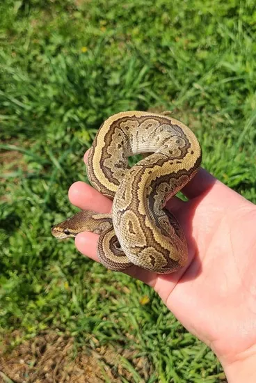 Mojave Pinstripe Jigsaw Ball Python by MobTown Reptiles