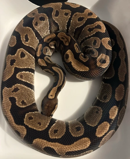 Normal Alien Ball Python Normal Ball Python by MobTown Reptiles