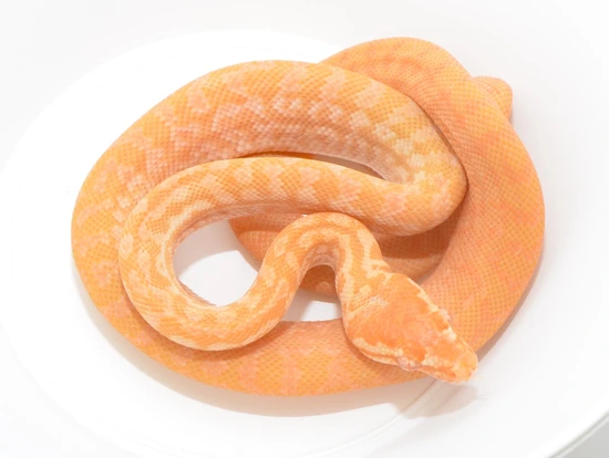 Hypo Albino Zebra Carpet Python Other Carpet Python by UK Pythons