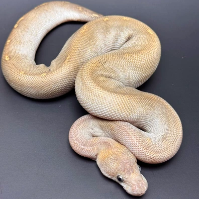 GHI Stranger Mojave Yellowbelly Redstripe Clown