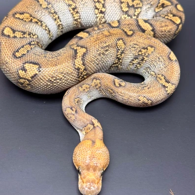 GHI Stranger Redstripe Clown