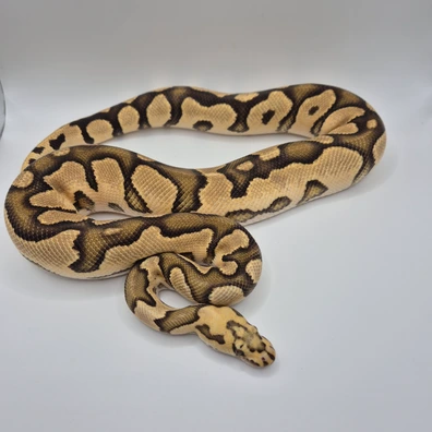 Spotnose GHI Vanilla Clown Ball Python - male for sale from UluSnakes