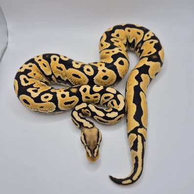 White Lace Pastel Ball Python - male for sale from UluSnakes