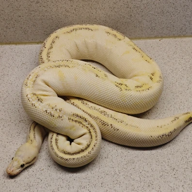 Firefly Highway Ball Python - male for sale from Underground.geckos