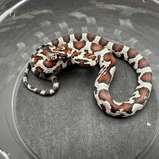 Miami Okeetee Male Corn Snake by Hare Hollow Farm