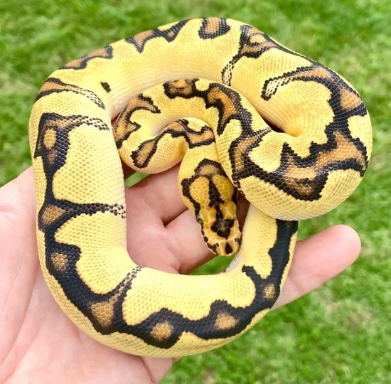 Orange Dream Fire Clown Ball Python by Upscaled Reptiles