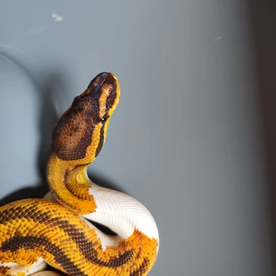 Proven Breeder Super Orange Dream Yellow Belly Piebald Ball Python - female for sale from Uraeuses
