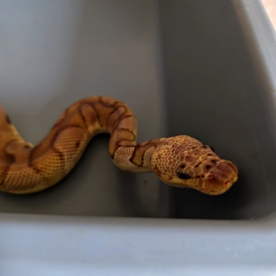 Pastel Clown Het Piebald Ball Python - male for sale from Uraeuses