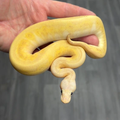 Wookie Yellowbelly Banana Pastel Pos Orange Dream Redstripe Clown Ball Python - male for sale from Urban Constrictors