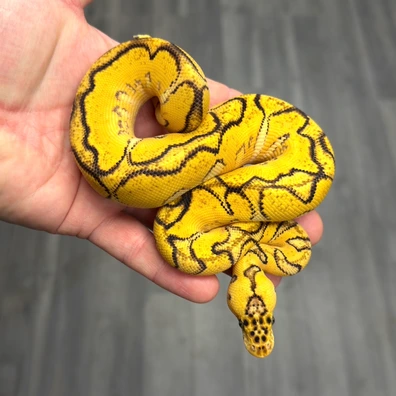 Bongo Pastel Enchi Pos Orange Dream Redstripe Clown Ball Python - male for sale from Urban Constrictors