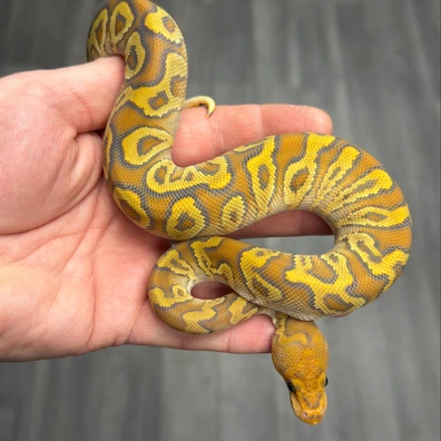 Cypress Yellowbelly Hypo Clown Ball Python - male for sale from Urban Constrictors