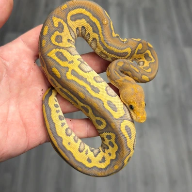 Cypress Leopard Hypo Clown Ball Python - female for sale from Urban Constrictors