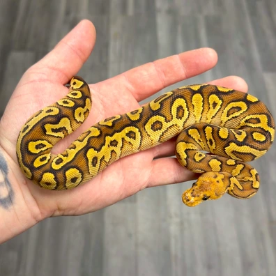 Cypress Yellowbelly Clown Het Hypo Ball Python - female for sale from Urban Constrictors