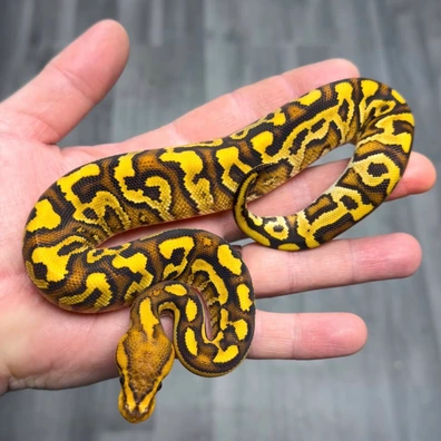 Cypress Special Yellow Belly Crypton 100% Het Hypo Ball Python - female for sale from Urban Constrictors