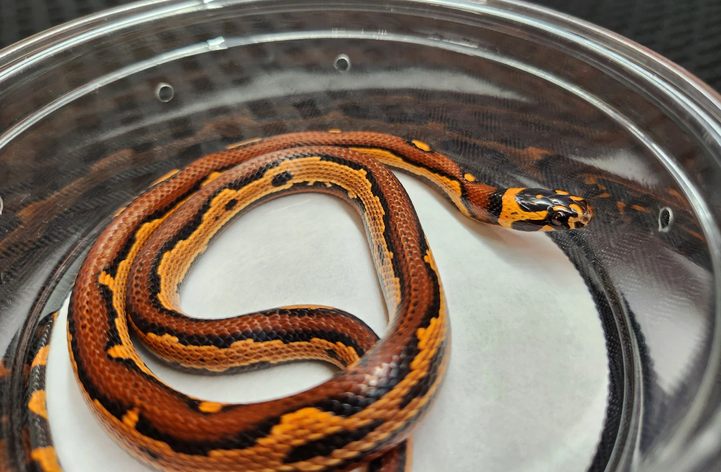 Cornduran Hybrid Corn Snake by Urban Croc Hunter