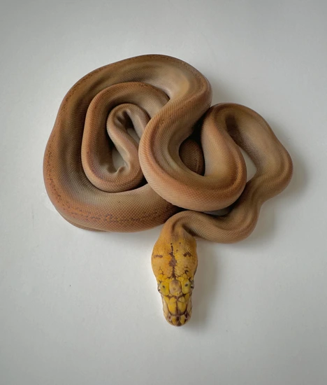 Caramel/Mocha Motley Goldenchild Reticulated Python by Urban Dragonss