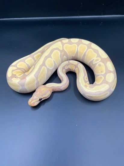 Banana Mandarin Ball Python by Urban Fauna Reptiles
