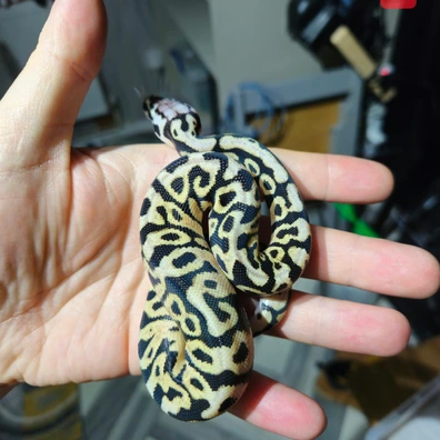 Leopard Pastel Spotnose Het Clown (H) Ball Python - female for sale from B&D reptiles