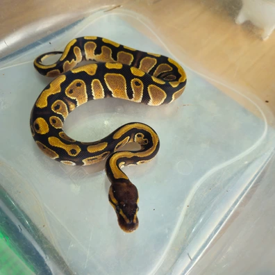 Normal Het Piebald Het Gstripe 2 Ball Python - male for sale from B&D reptiles
