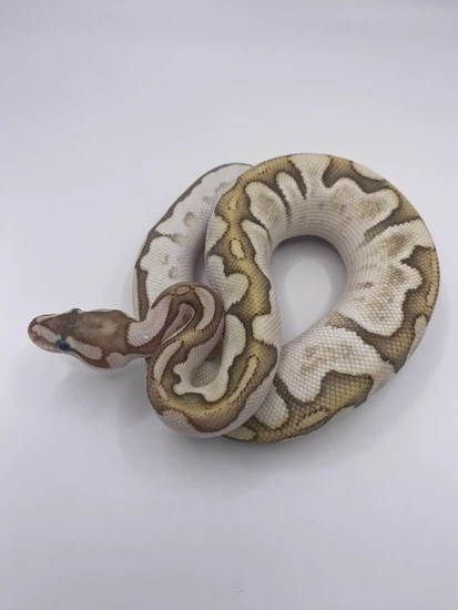 Bamboo Fire Male Ball Python by Swisher Creek Pythons