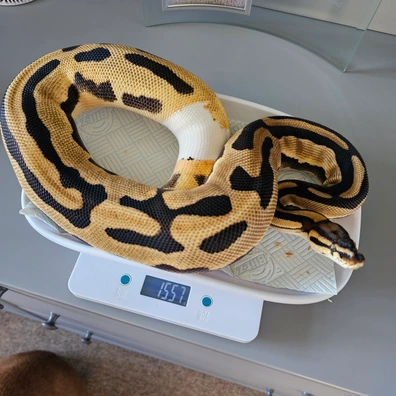 Orange Dream (Yellow Belly) Leopard Het Clown Pos Het Pied Ball Python - female for sale from Morphloxx