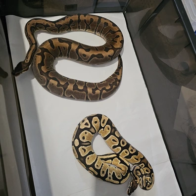 PAIR* HGW Ph Monsoon + OD Het Pied Ph Monsoon Ball Python - female for sale from Morphloxx