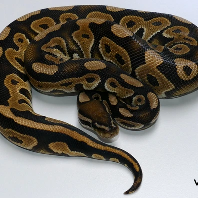 Cinnamon Triple Het. Amur / Cryptic - Desert Ghost - Hypo Ball Python - male for sale from Van Haren Exotics