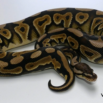 Amur / Cryptic Cinnamon Double Het. Desert Ghost - VPI Axanthic Ball Python - male for sale from Van Haren Exotics