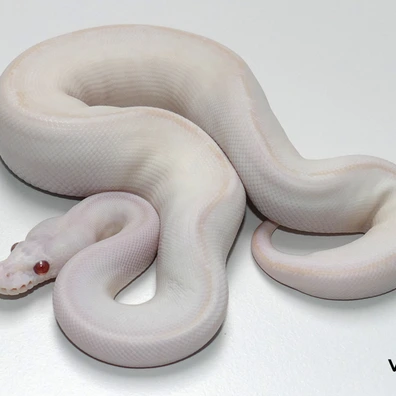 Lavender Ivory Poss. Black Pastel Ball Python - female for sale from Van Haren Exotics