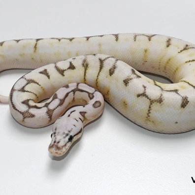 VPI Axanthic Calico Killerbee Asphalt / Yellowbelly Ball Python - female for sale from Van Haren Exotics