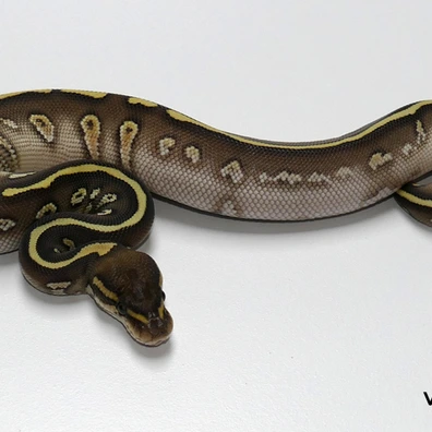 Black Pastel Stranger Het. Clown Ball Python - male for sale from Van Haren Exotics