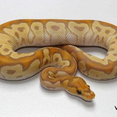 Banana Mojave Clown Ball Python - male for sale from Van Haren Exotics