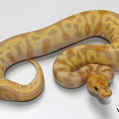 Banana Spotnose Clown Ball Python - male for sale from Van Haren Exotics