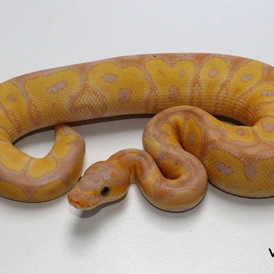 Banana Special Clown Ball Python - male for sale from Van Haren Exotics