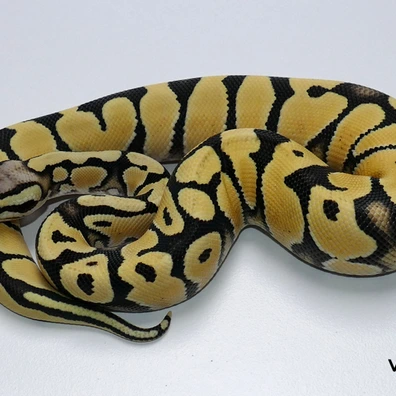 Desert Ghost Pastel Het. VPI Axanthic Ball Python - male for sale from Van Haren Exotics