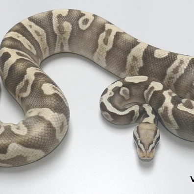 Desert Ghost Pastel Ghi Het. VPI Axanthic Ball Python - male for sale from Van Haren Exotics