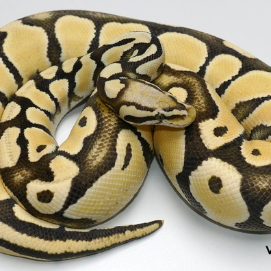 Desert Ghost Pastel Ball Python - female for sale from Van Haren Exotics
