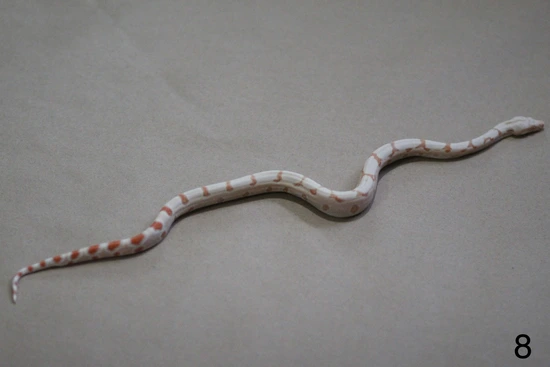 Super Hypo Sunglow Boa Boa Constrictor by Area 51 Reptiles Wa.