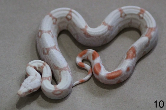 Super Hypo Sunglow Boa Boa Constrictor by Area 51 Reptiles Wa.