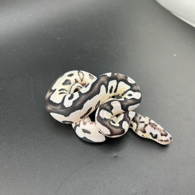 DG Axanthic Clown Poss Het Gs Ball Python - female for sale from P.J projex