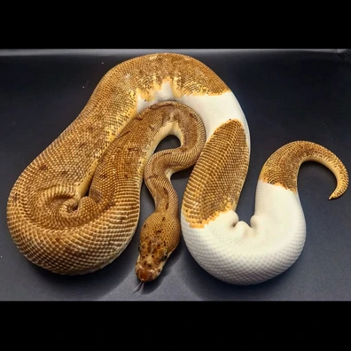 OD YB Enchi Pinstripe Clown Pied Ball Python - male for sale from P.J projex